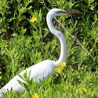 Great Egret Stalking Among Yellow Wildflowers in Wetland