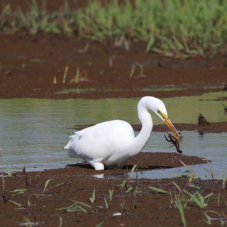Great Egret Catches Crayfish in Muddy Wetland Waters