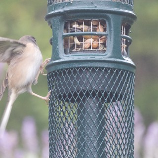 House Sparrow in Flight at Bird Feeder