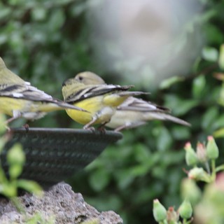 Lesser Goldfinches Perched Together on Garden Feeder