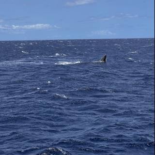Majestic Whale in the North Pacific Ocean