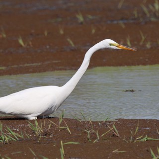 Great Egret Hunting in Shallow Wetland Waters