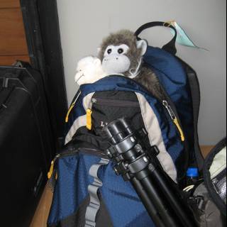 Monkey Business on the Backpack