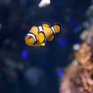 Clownfish in Aquatic Splendor