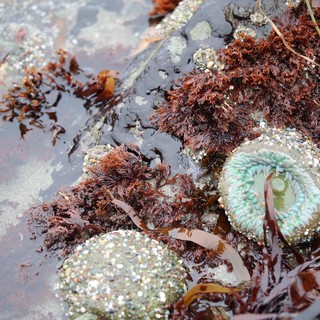 Sea Anemone in Rocky Intertidal Tide Pool