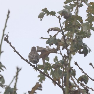Small Bird Perched on Bare Branch Against Overcast Sky