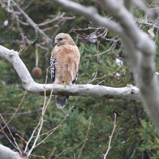 Red-shouldered Hawk Perched on Winter Branch