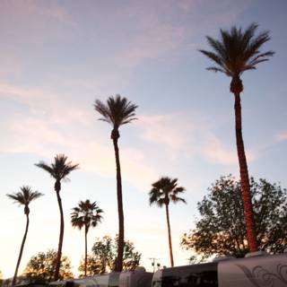 Sunset RVs and Palm Trees