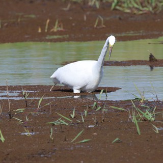 Great Egret Foraging in Flooded Agricultural Wetlands