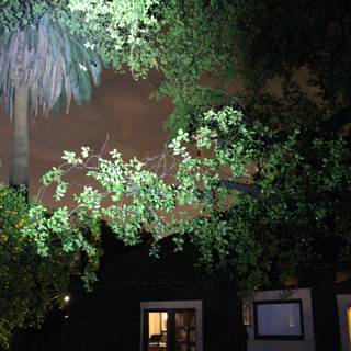 Nighttime Garden Tree