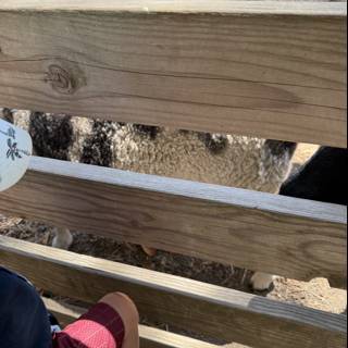 Curious Encounters at Tilden