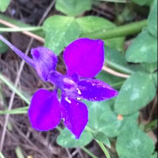 Purple Petunia in the Grass