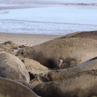 Elephant Seal Pup Nestled in Sandy Beach Cradle
