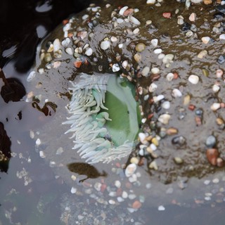 Green Sea Anemone Exposed at Low Tide