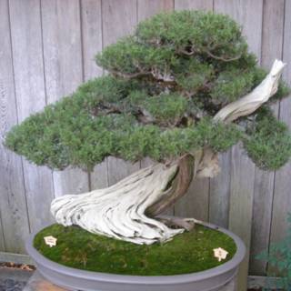 A Majestic Bonsai Tree in a Potted Paradise