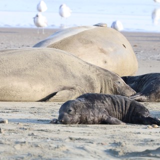 Elephant Seal Mother with Dark Pups on Beach