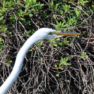 Great Egret Hunting in Wetland Vegetation