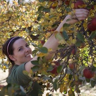 Woman Joyfully Harvesting Red Apples in Autumn Orchard