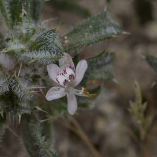 Petite Geranium Blossom