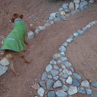 A Canine Adventure on the Rocky Path