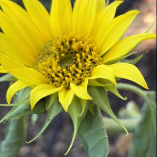 Radiant Sunburst