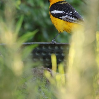 Hooded Oriole Perched at Garden Bird Bath