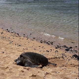 Sunbathing Sea Turtle