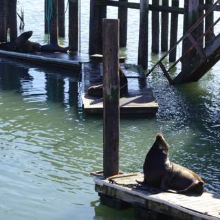 Sea Lions Sunbathe on Dock