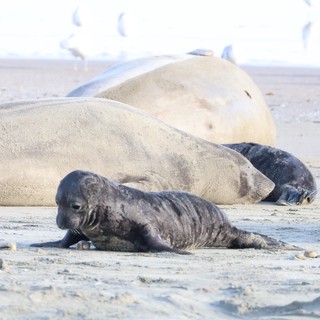 Elephant Seal Pup with Adults at Drakes Beach