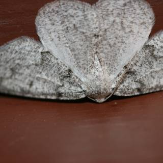 Gray Moth on a Wooden Surface