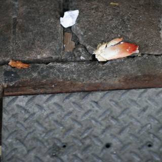 Abandoned Crab Shell on the Walkway