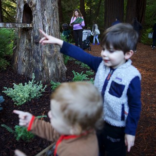 California Redwood Forest