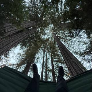 Tranquil Suspense Among Giants