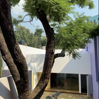 Majestic Tree in Villa Courtyard