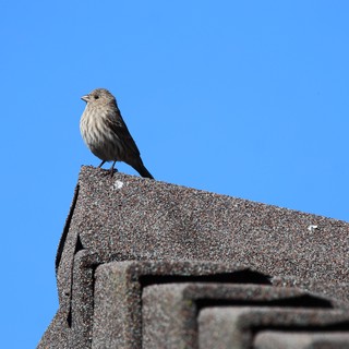 House Finch Perched on Rooftop Against Clear Blue Sky