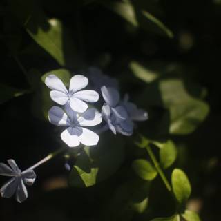 Blue Geranium Flowers in Altadena