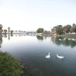 Serene Swans