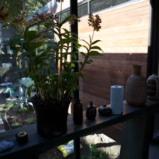 Indoor Plant on a Window Sill