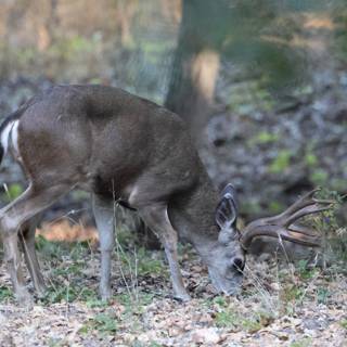 **Graceful Morning Grazer**