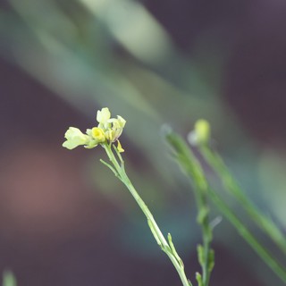 Delicate Wild Bloom on Mt. Diablo's Juniper Canyon Trail