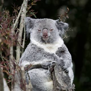 Koala Encounter at SF Zoo