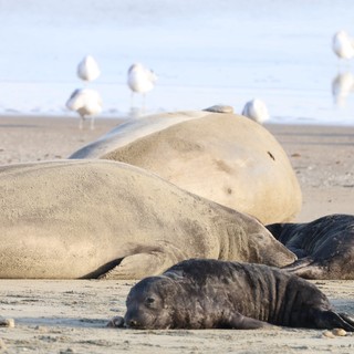 Elephant Seal Mother and Pups Resting at Drakes Beach