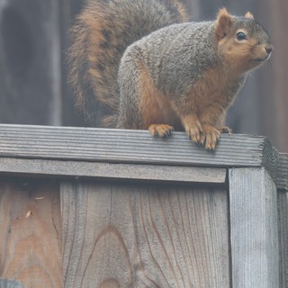 Fox Squirrel Perched Alert on Weathered Wooden Fence
