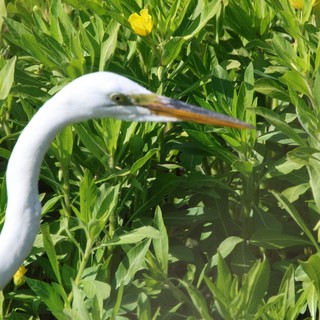 Great Egret Foraging in Lush Spring Wetland Meadow