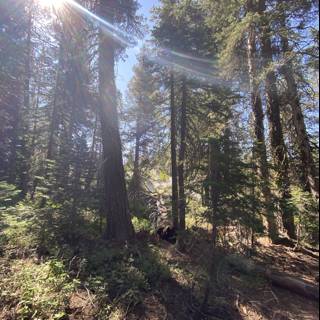Sunbeams in the Sequoia Grove