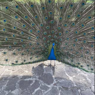 Majestic Peacock in Xochimilco