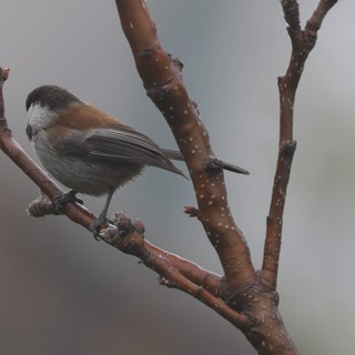 Boreal Chickadee Perched on Snowy Branch in Winter