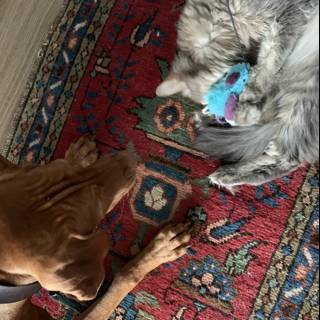 A Furry Playdate on the Rug