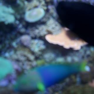 Vibrant Parrot Fish in Coral Reef Aquarium