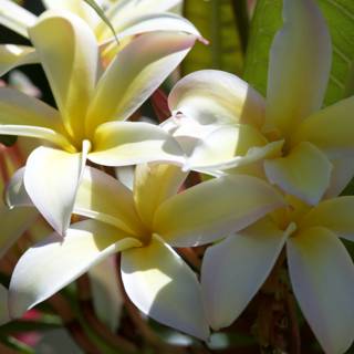 Tropical Radiance: Plumeria Blossoms in Sunlight